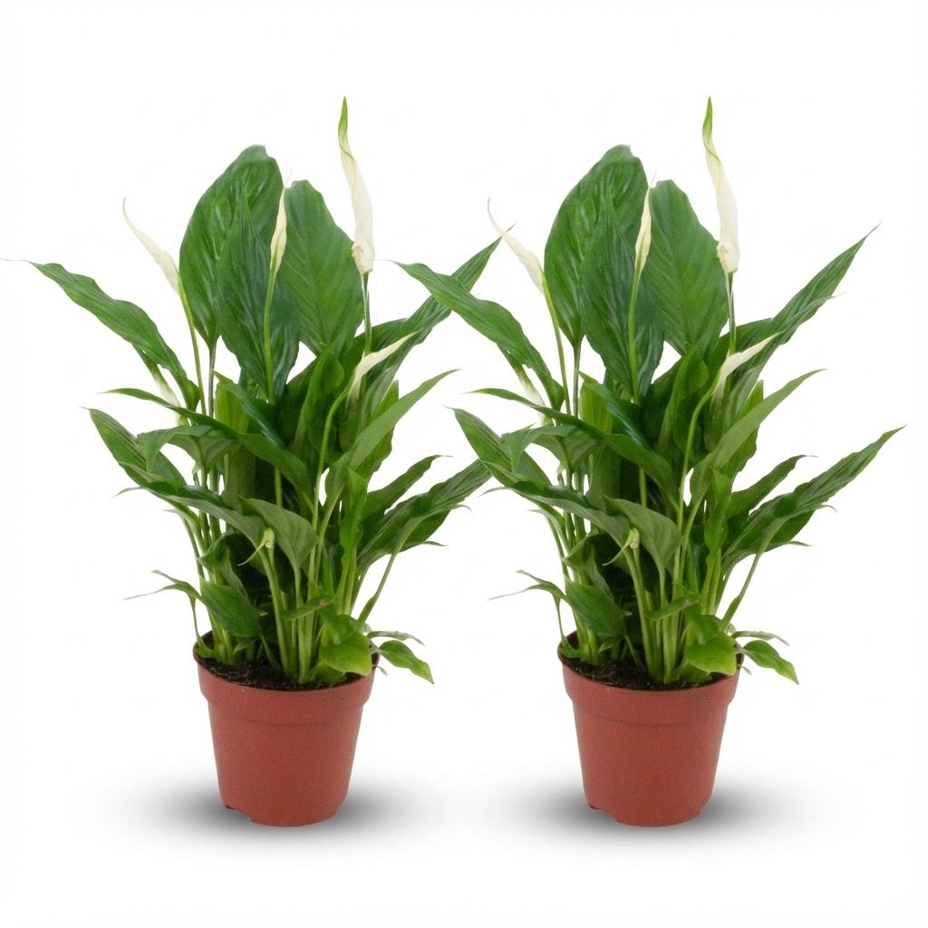 Spathiphyllum Lepelplant - 2 Stuks - Ø 12 cm - Hoogte: 35 - 40 cm