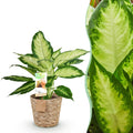 Green BoutiQ - Green is... Kamerplanten - Diefenbachia Camilla - Dieffenbachia - Weinig onderhoud - met mand - Groen - 1 Plant - Pot 17cm - Hoogte 45-50cm