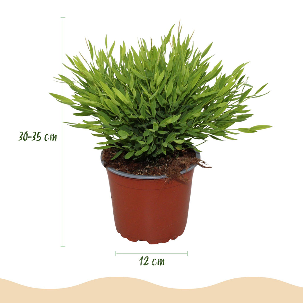 Green boutiQ - Kamerplant - Bamusa Pogonatherum Monica - Bamboegras - Huisdiervriendelijk - Groen - 4 Planten - Pot 12cm - Hoogte 30-35cm