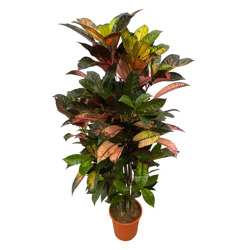 Codiaeum (Croton) Iceton vertakt - 110 cm - Ø24cm