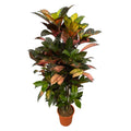 Codiaeum (Croton) Iceton vertakt - 110 cm - Ø24cm
