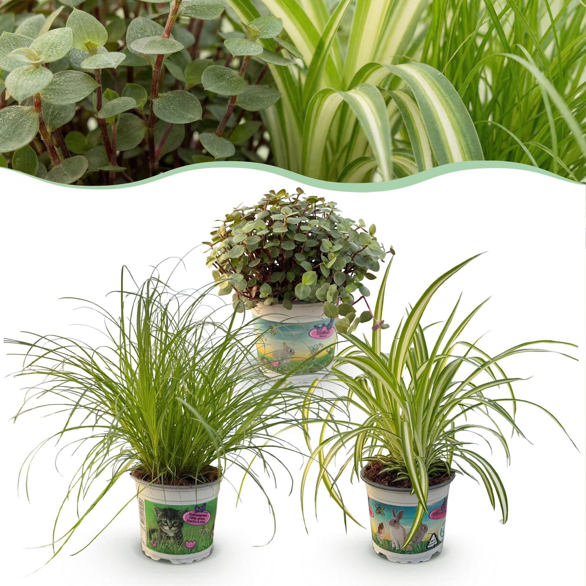 Green boutiQ - Kamerplant - Cyperus - Calissia - Chlorophytum - Mix van 3 - Huisdiervriendelijke Planten - Groen - 3 Planten - Pot 12cm - Hoogte 20cm
