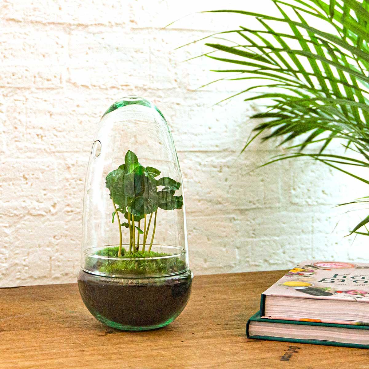 DIY Planten terrarium tweedelig bolglas - Egg Coffea - Ø 12 cm ↑ 25 cm