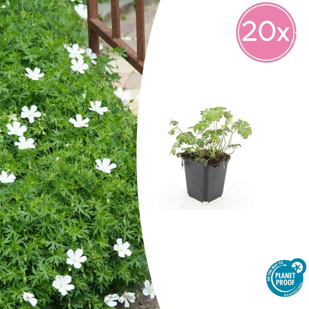 20x Geranium sang. 'Album' - ↕10-25cm - Ø9cm