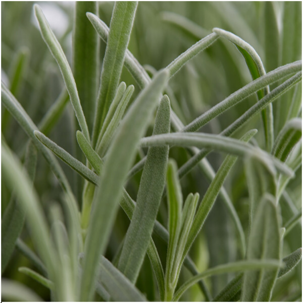 12 x 6 pack Lavendel angustifolia - Ø7 cm - ↕15 cm