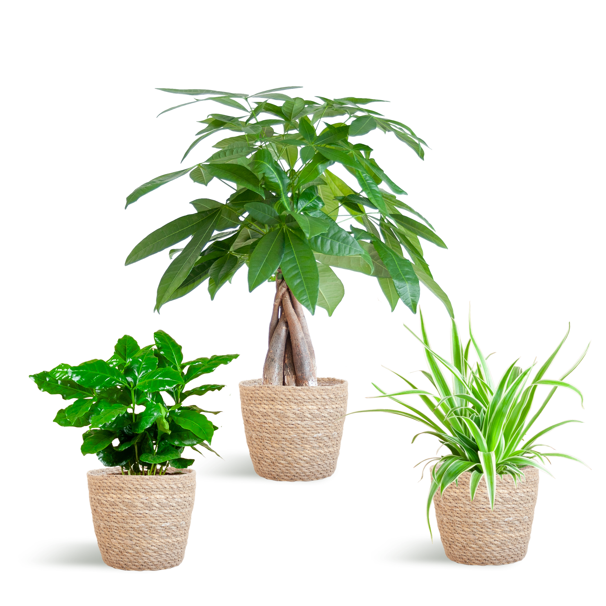 Diervriendelijke Plantenbox - klein - met Mand Sofia naturel - Ø12