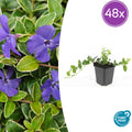 48x Vinca minor 'Argenteovariegata' - ↕10-25cm - Ø9cm