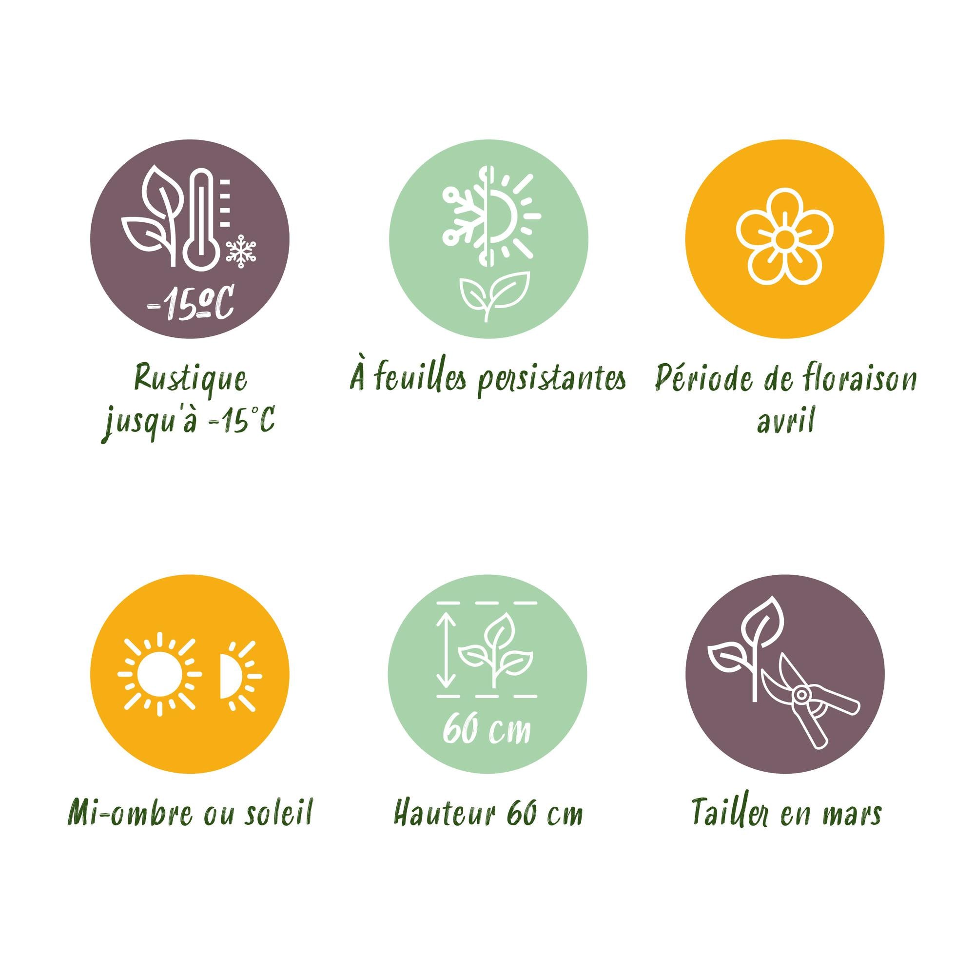 Green boutiQ - Siergrassen - Carex oshimensis Everest - Wit en Groen - 2 Planten - Bladhoudend - Weinig Onderhoud - Pot 17cm Hoogte 50cm