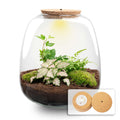 Planten terrarium - Emma - DIY kit - ↑ 25 cm - Ø 23 cm - Hedera Pink