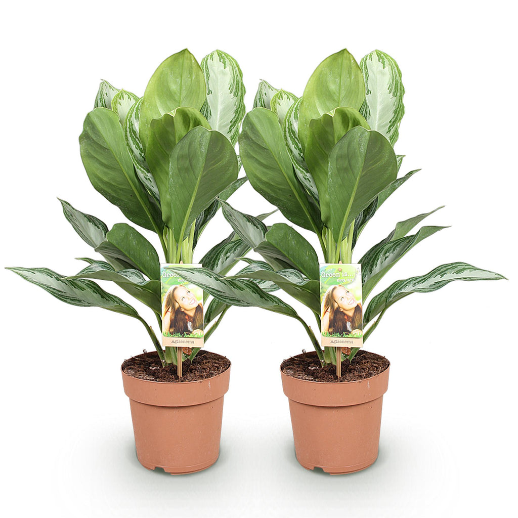 Green BoutiQ - Green is... Kamerplanten - Aglaonema Silver Bay - Zilverblad - Weinig onderhoud - Groen - 2 Planten - Pot 17cm - Hoogte 70-75cm