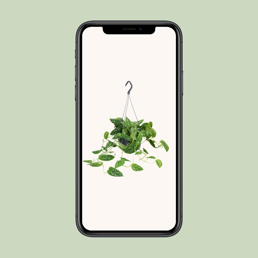 Scindapsus Pictus Argyraeus - Ø15cm - ↕25cm - Ø15cm - ↕25cm