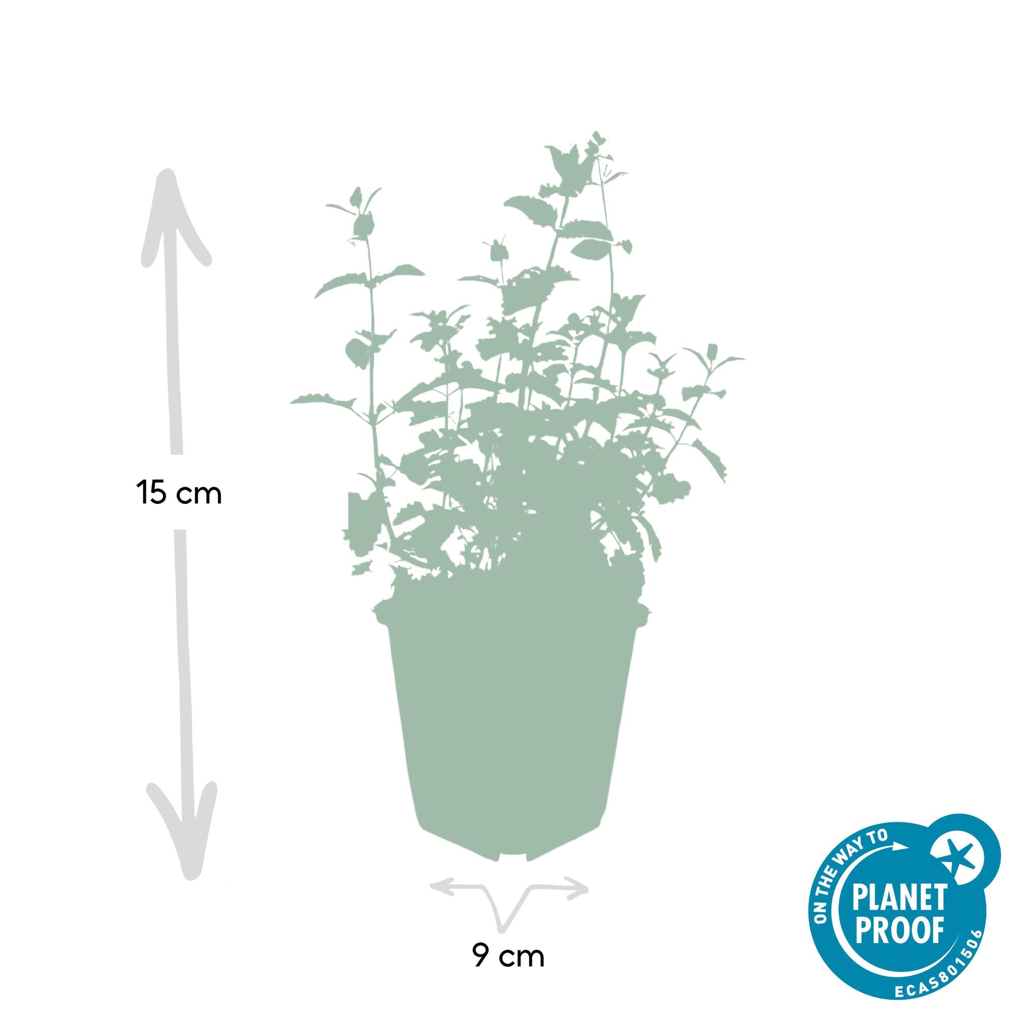 40x Nepeta 'Six Hills Giant' - ↕10-25cm - Ø9cm