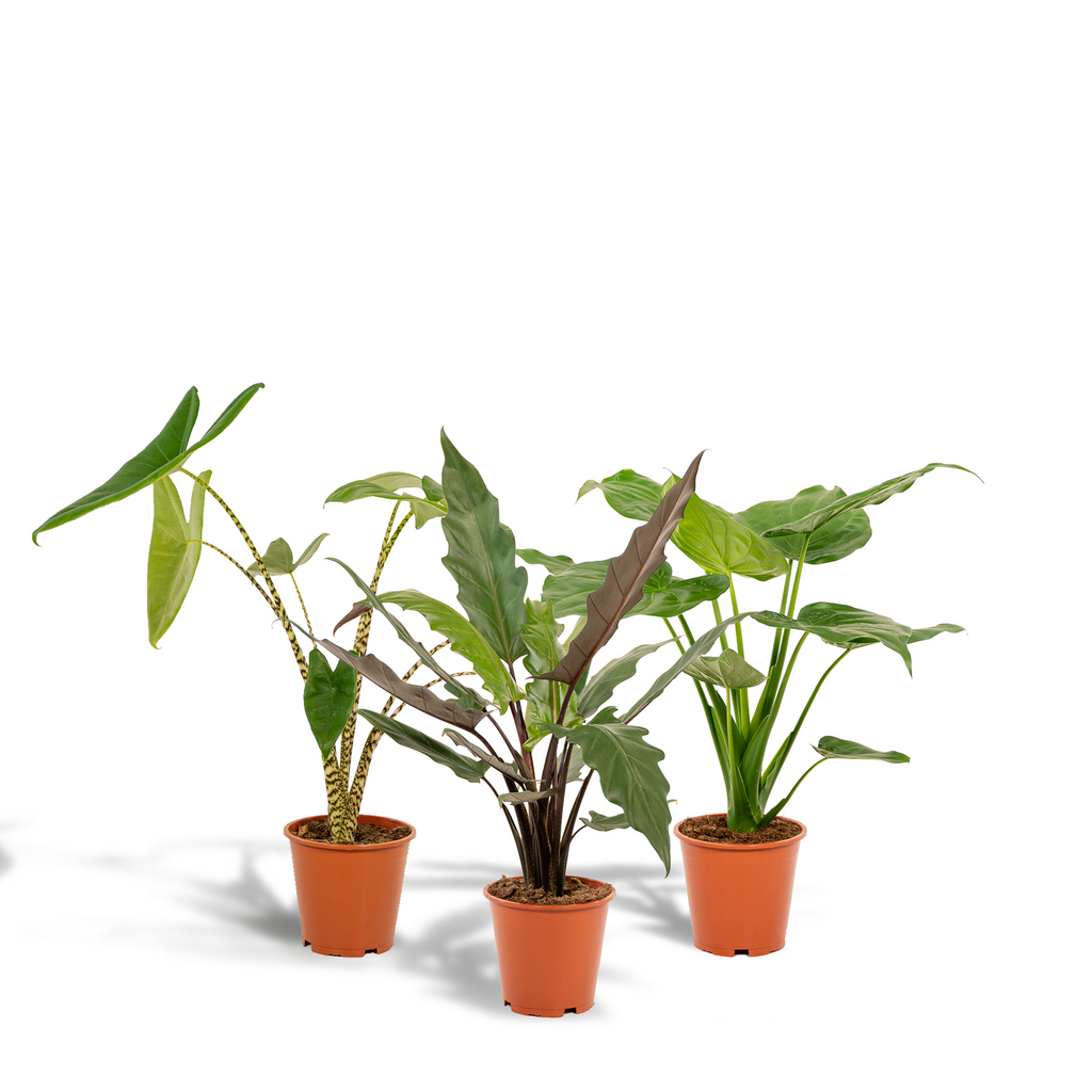 Alocasia Zebrina - Ø19cm - ↕75cm + Alocasia Cucullata - Ø19cm - ↕60cm + Alocasia Lauterbachiana - Ø19cm - ↕75cm