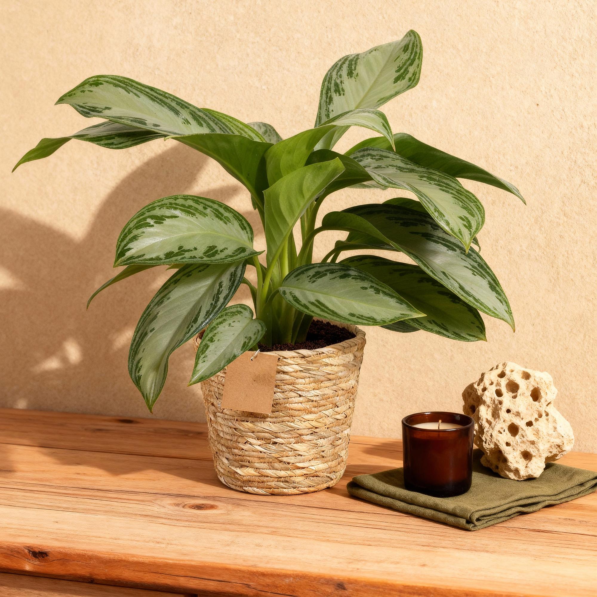 Green BoutiQ - Green is... Kamerplanten - Aglaonema Silver Bay - Zilverblad - Weinig onderhoud - met mand - Groen - 2 Planten - Pot 17cm - Hoogte 70-75cm