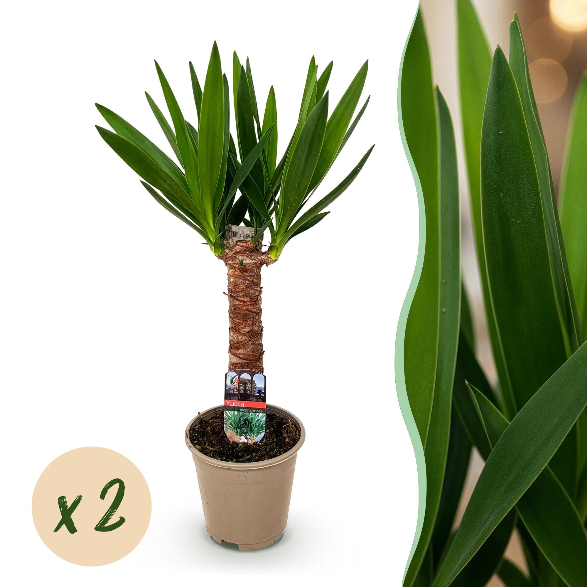 Green boutiQ - Kamerplant - Yucca elephantipes - Yucca - Weinig onderhoud - Groen - 2 - Pot 14cm - Hoogte 55cm