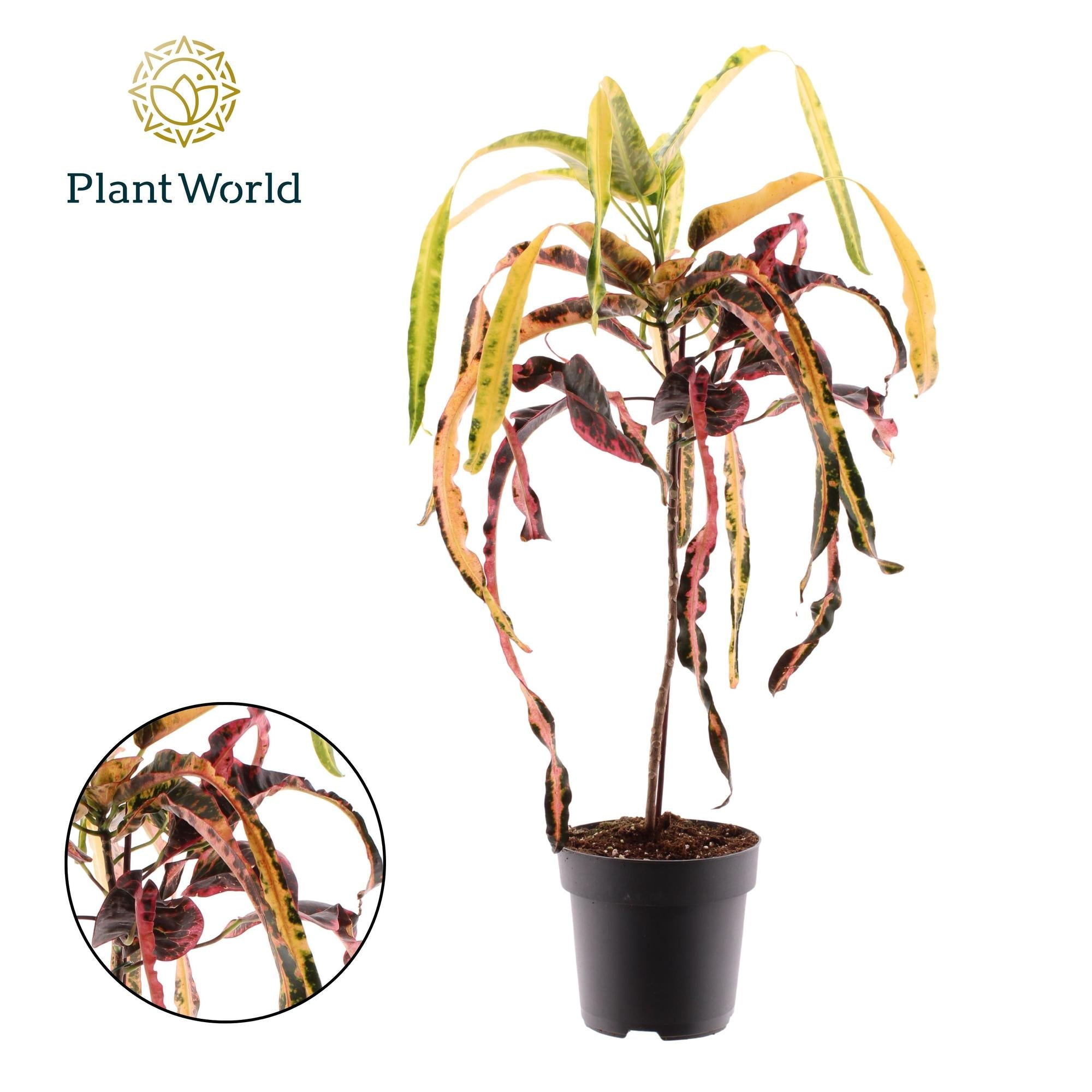 Croton Dreadlock - Ø19cm - ↕70cm