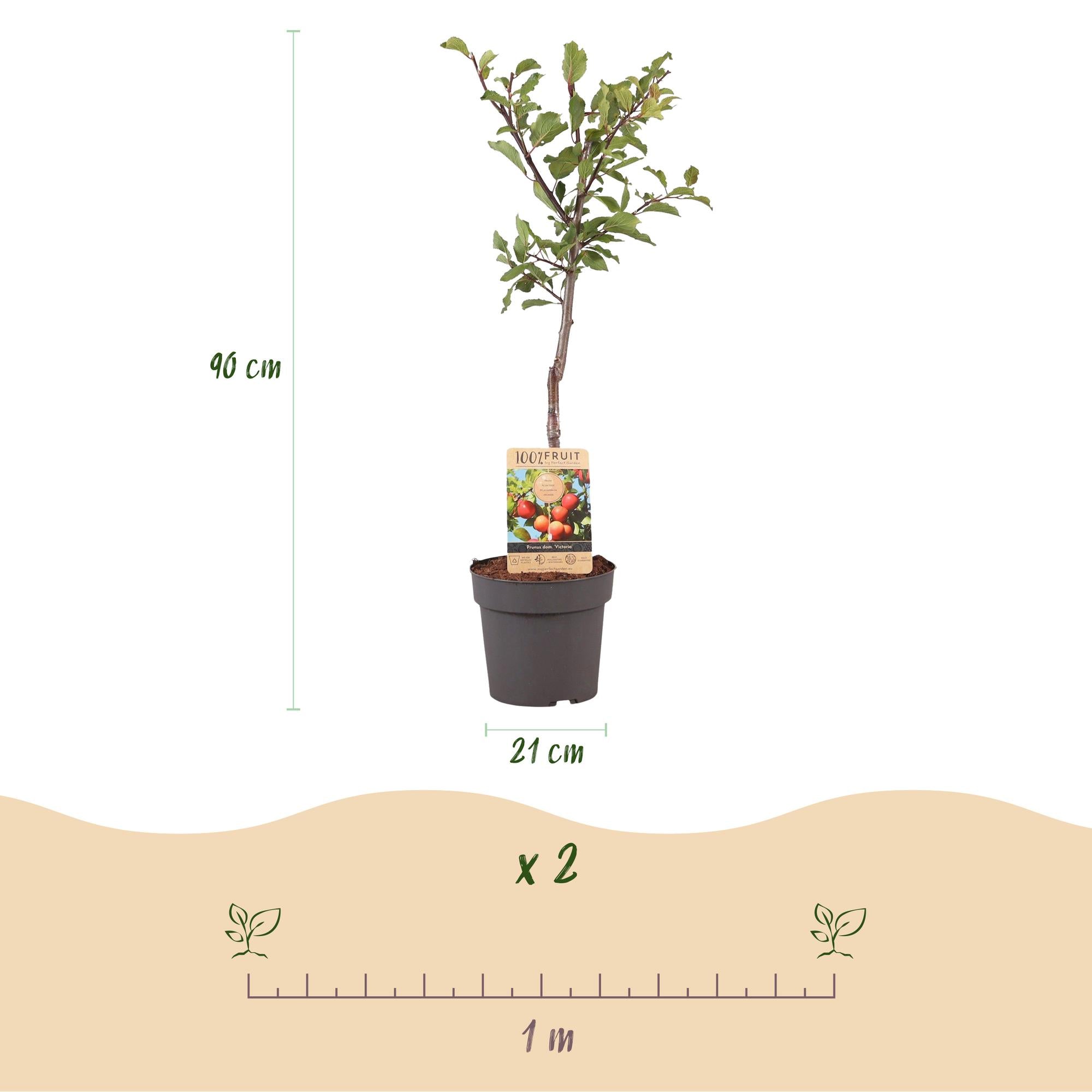 Green boutiQ - Fruitplant - Pruimen boom - Prunus domestica Victoria - Rode Pruim - Pot 21cm Hoogte 90cm