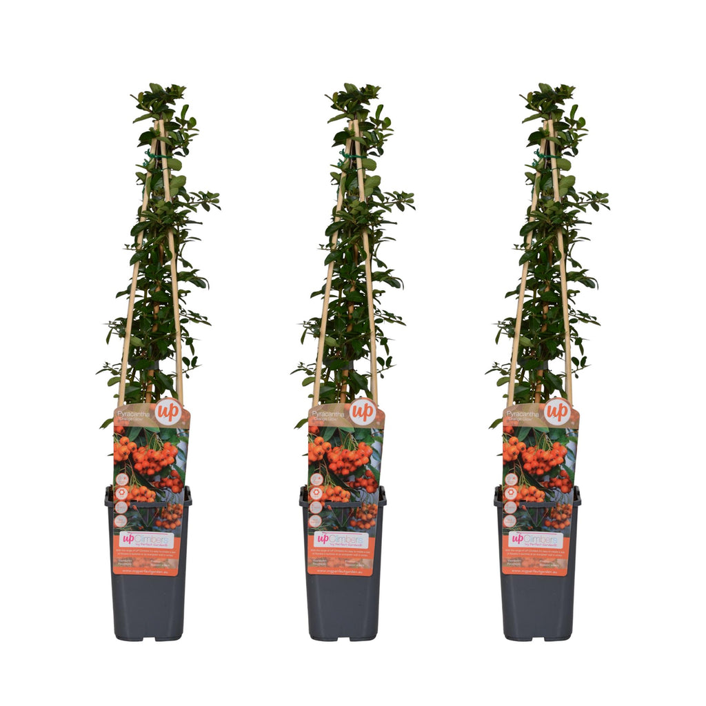 3x - Pyracantha 'Orange Glow' - ↨65cm - Ø15