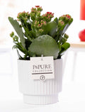 Kalanchoe Red In P&PURE Ivy Ceramics Shiny White - Ø12cm - ↕27cm