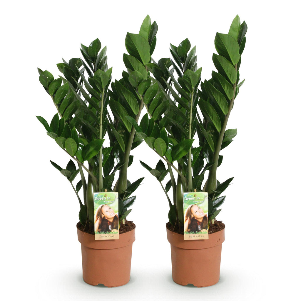 Green BoutiQ - Green is... Kamerplanten - Zamioculcas - ZZ-plant - Weinig onderhoud - Groen - 2 Planten - Pot 17cm - Hoogte 65-75cm