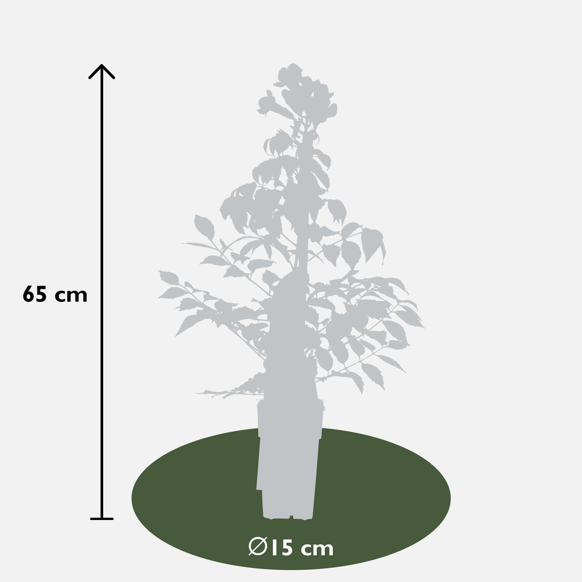 2x - Campsis Summer Jazz 'Fire Trumpet' - ↨65cm - Ø15