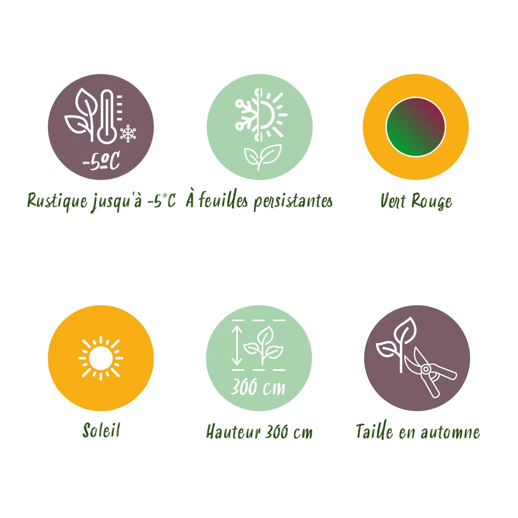 Green boutiQ - Fruitplant - Bananen plant - Musa sikkemensis Red Tiger - Winterhard - 4 planten - Pot 17cm Hoogte 40cm