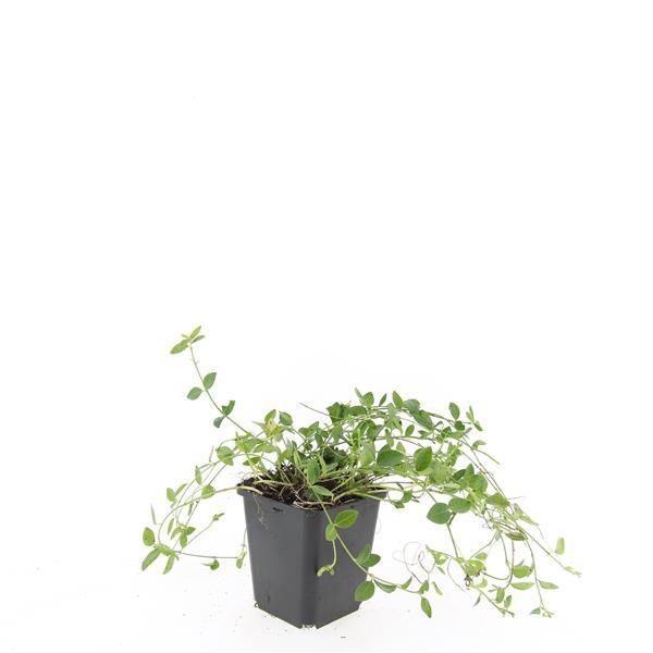 24x Vinca minor 'Gertrude Jekyll' - ↕10-25cm - Ø9cm