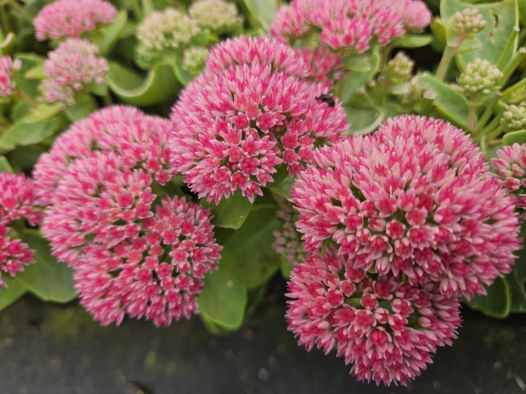 12x Sedum 'Herbstfreude' - ↕10-25cm - Ø9cm