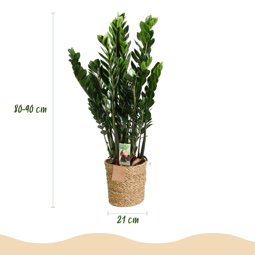 Green BoutiQ - Green is... Kamerplanten - Zamioculcas - ZZ-plant - Weinig onderhoud - met mand - Groen - 1 Plant - Pot 21cm - Hoogte 80-90cm