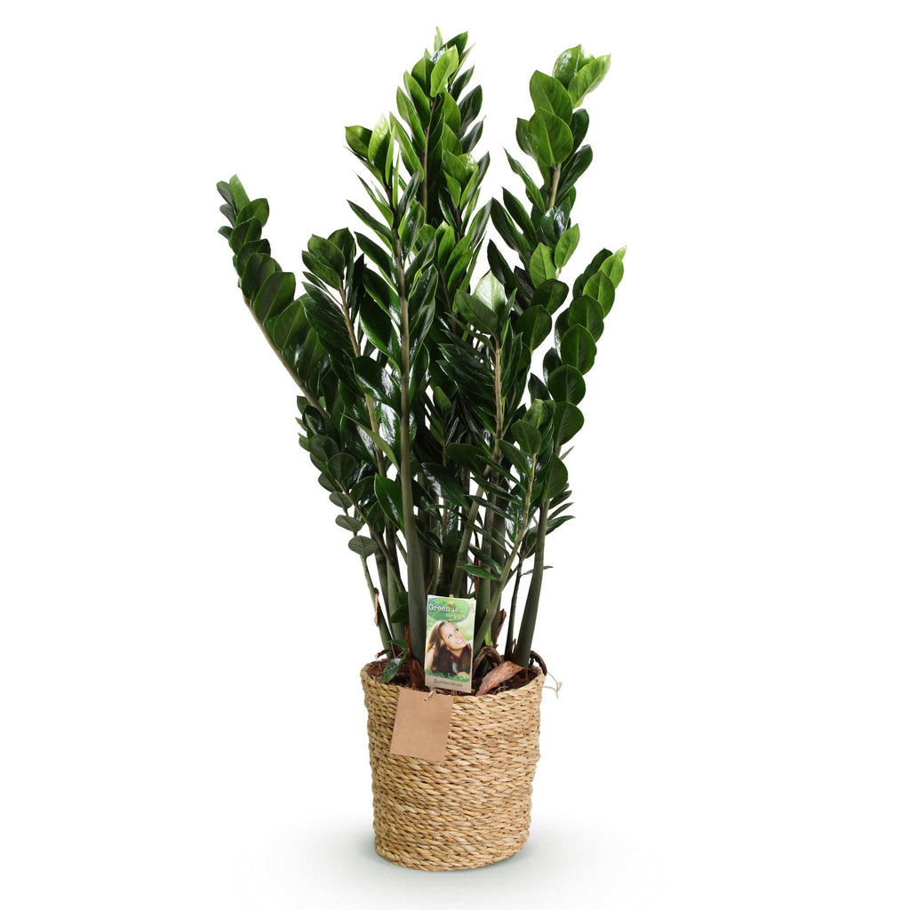 Green BoutiQ - Green is... Kamerplanten - Zamioculcas - ZZ-plant - Weinig onderhoud - met mand - Groen - 1 Plant - Pot 21cm - Hoogte 80-90cm