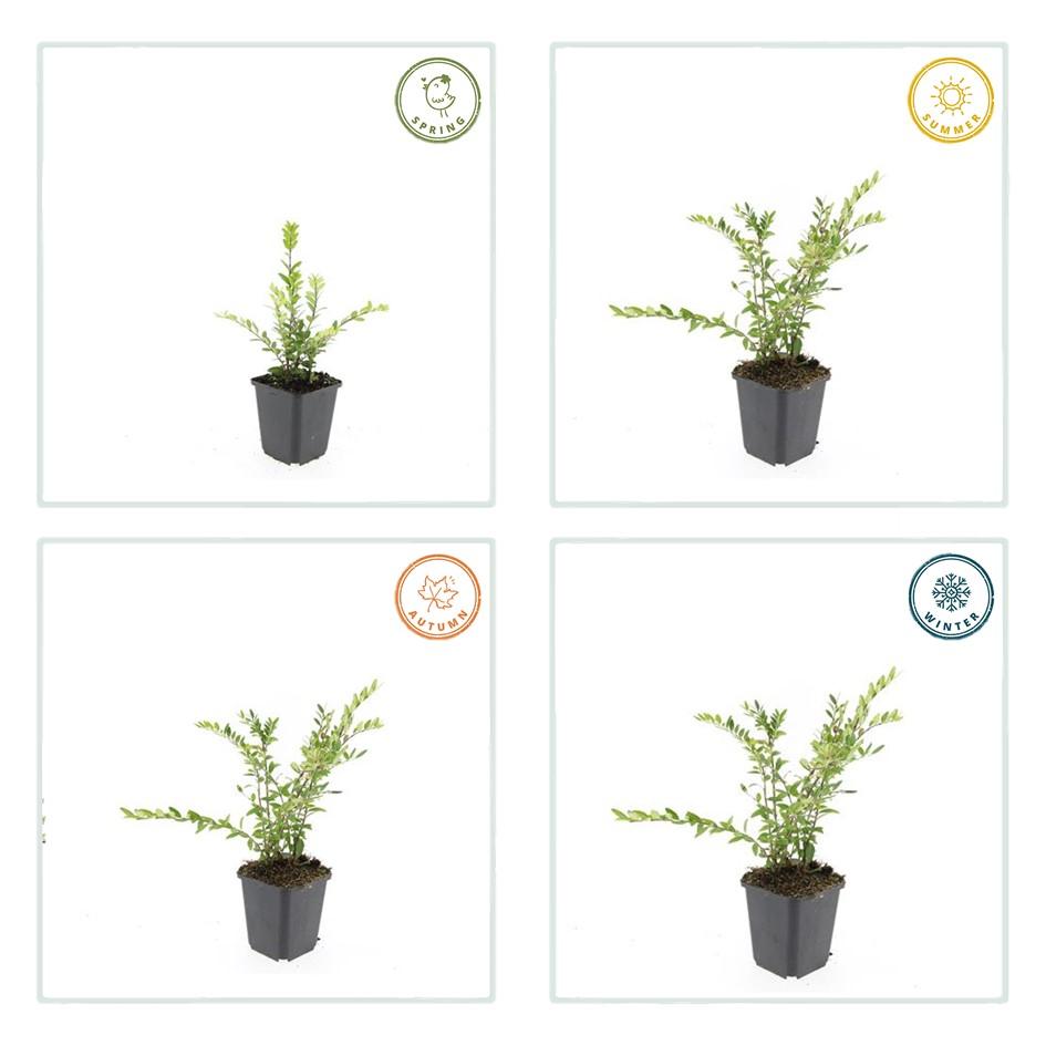 12x Lonicera pileata - ↕10-25cm - Ø9cm