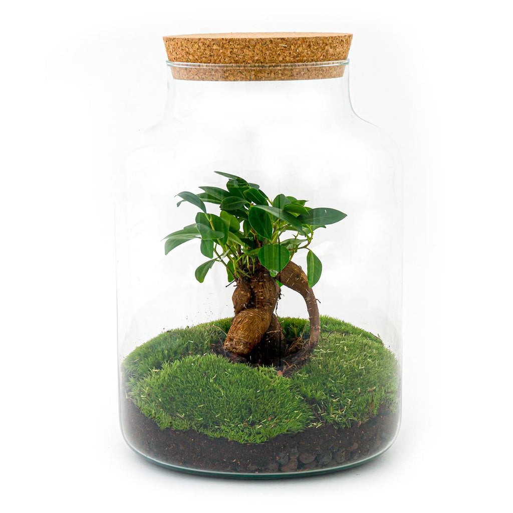 DIY Planten terrarium met licht - Milky Bonsai - Ø 21 cm ↑ 30 cm - Rake + Shovel + Tweezer