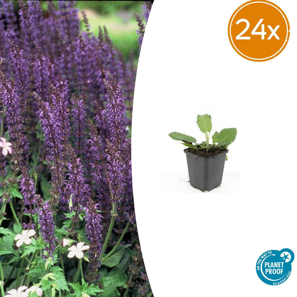 24x Salvia nem. 'Mainacht' - ↕10-25cm - Ø9cm