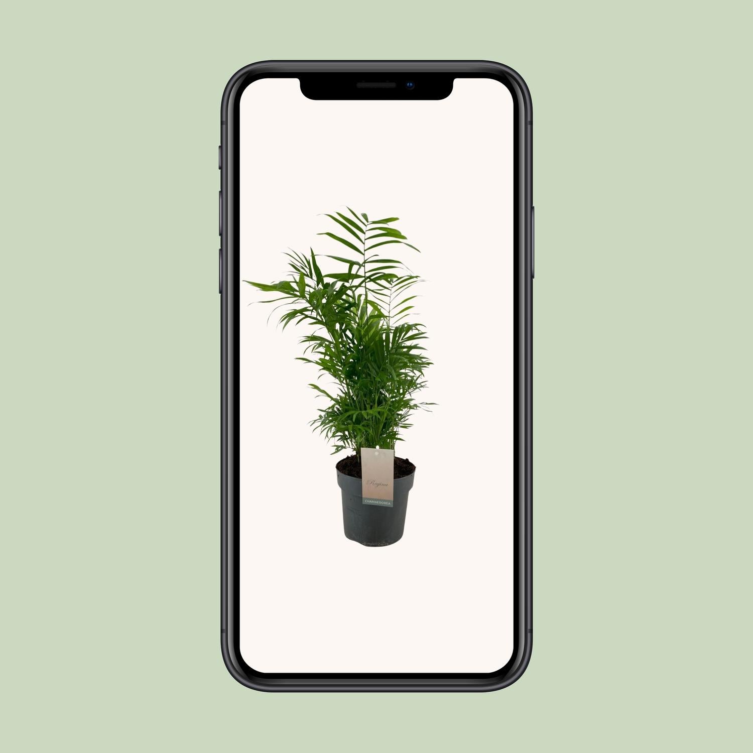 Chamaedorea Elegans - Ø17cm - ↕50cm