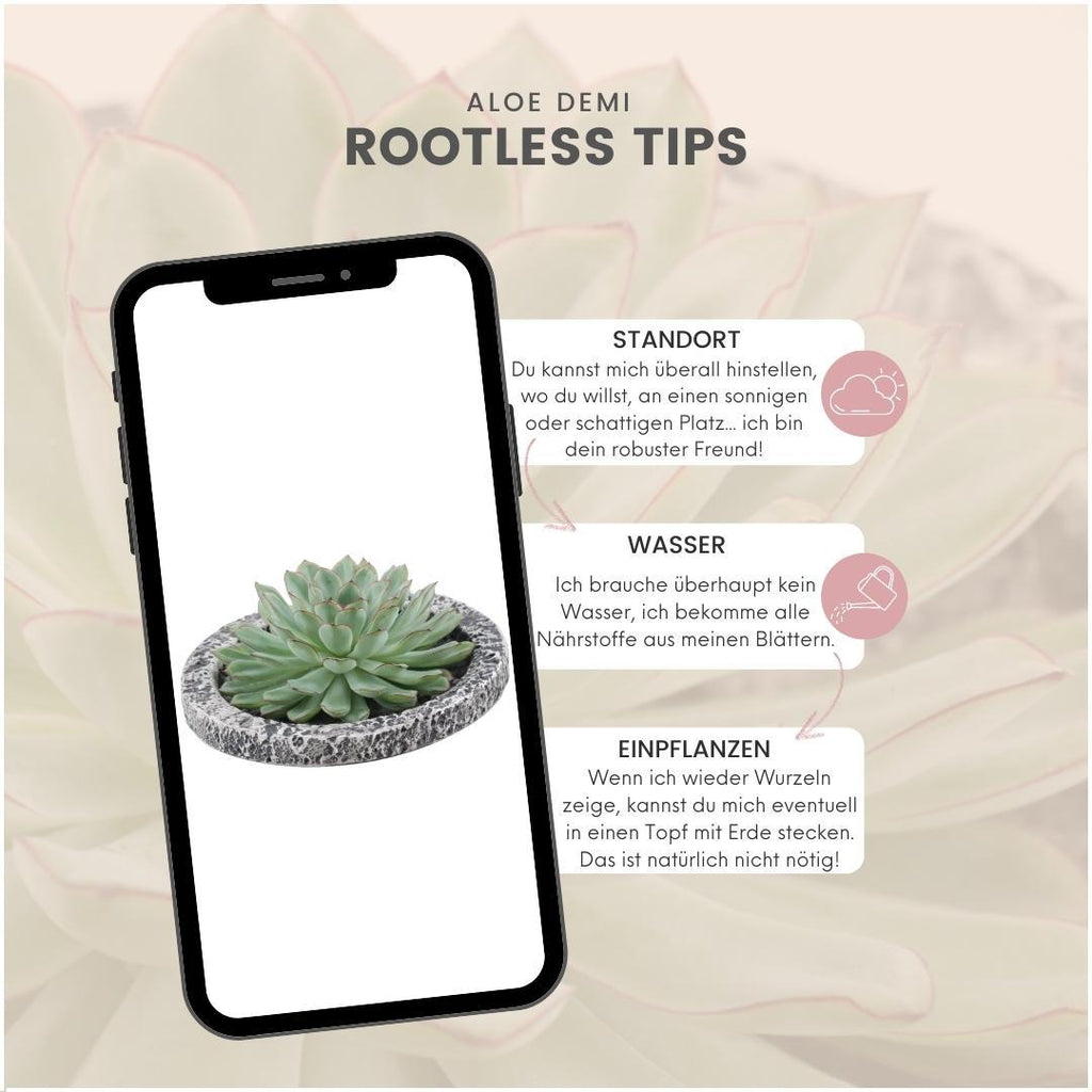 ROOTLESS Succulent Echeveria Pulidonis in schaal 'Concrete' Ø20 cm - ↕5 cm