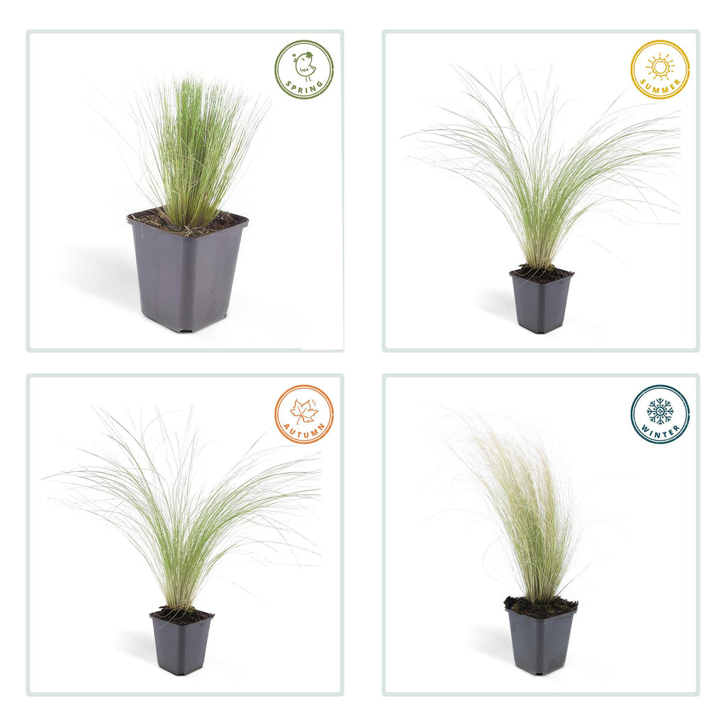 48x Stipa tenuissima 'Ponytails' - ↕10-25cm - Ø9cm