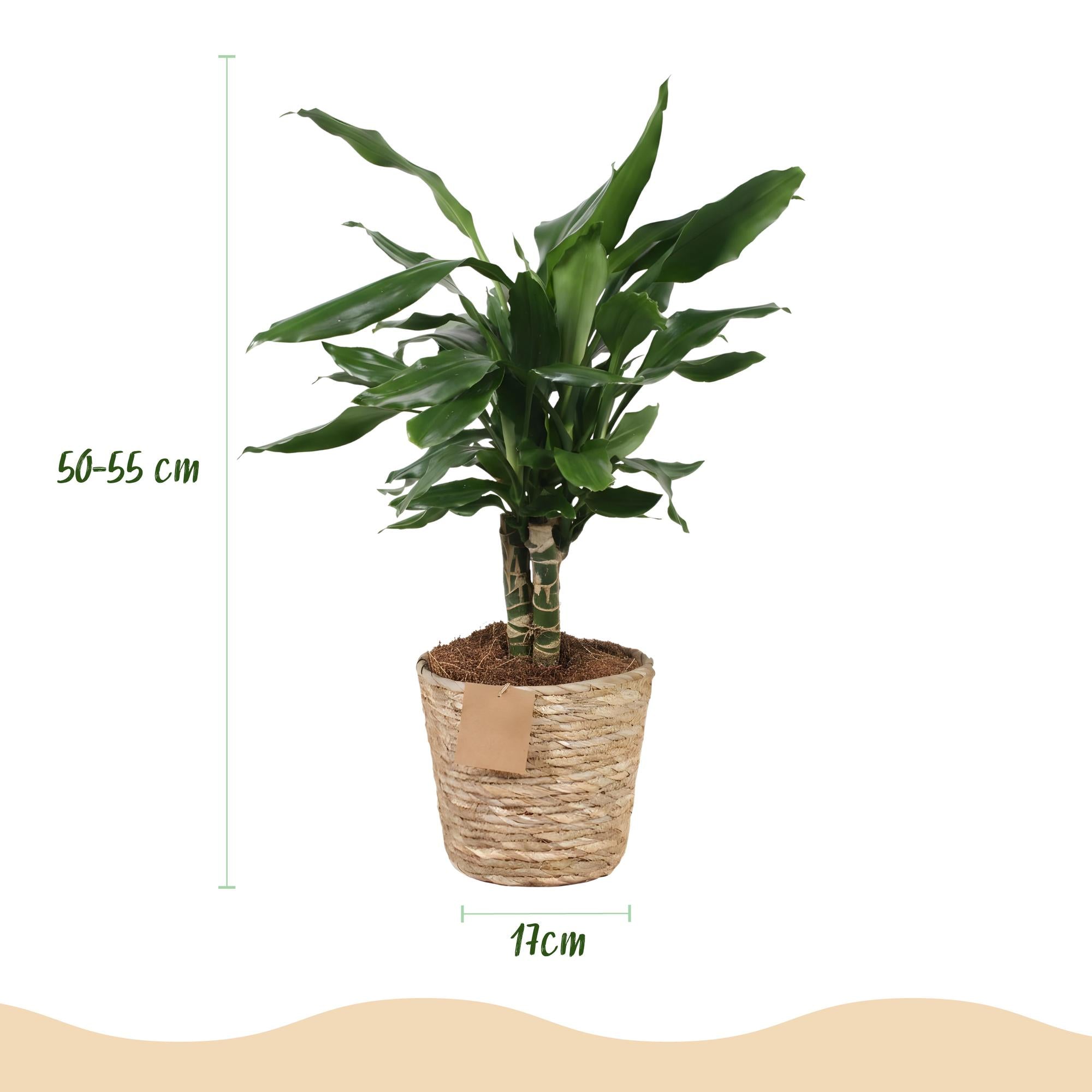 Green BoutiQ - Green is... Kamerplanten - Dracaena fragrans Steudneri - Drakenbloedboom - Weinig onderhoud - met mand - Groen - 2 Planten - Pot 17cm - Hoogte 50-55cm