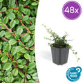 48x Cotoneaster pr. 'Streib's Findling' - ↕10-25cm - Ø9cm
