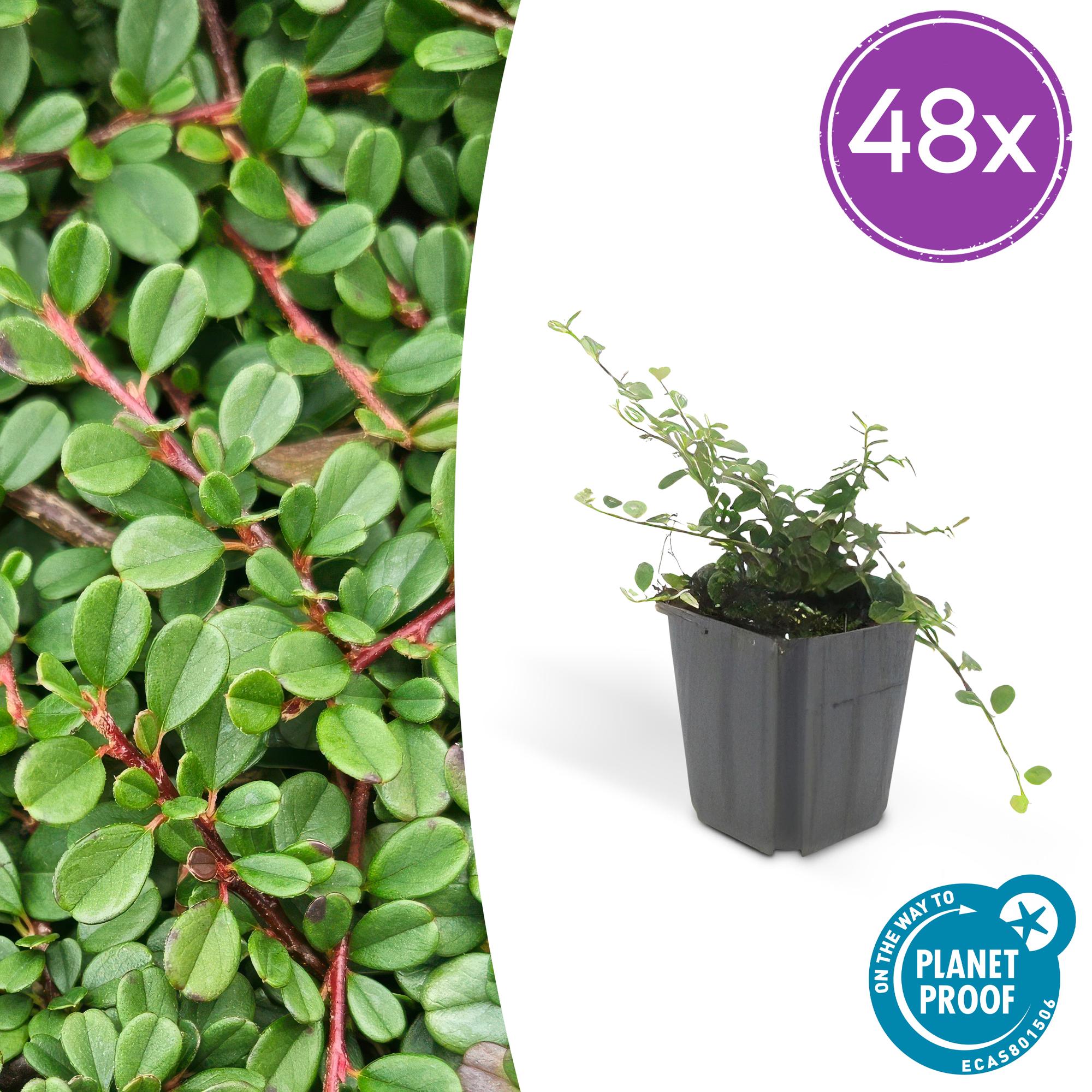 48x Cotoneaster pr. 'Streib's Findling' - ↕10-25cm - Ø9cm