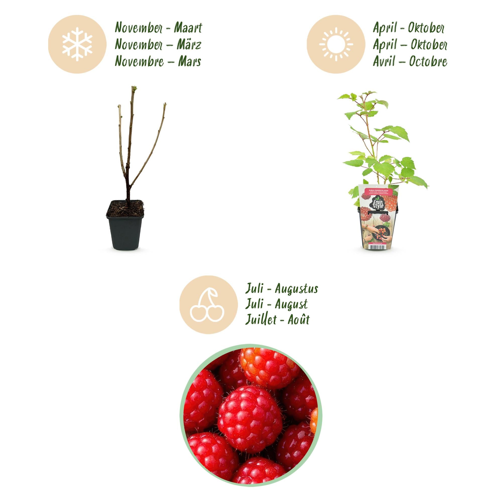 Green boutiQ - Fruitplanten - Japanse Wijnbes - Rubus Phoenicolasius - Winterhard - 6 Planten - Pot 9 cm - Rode Bes