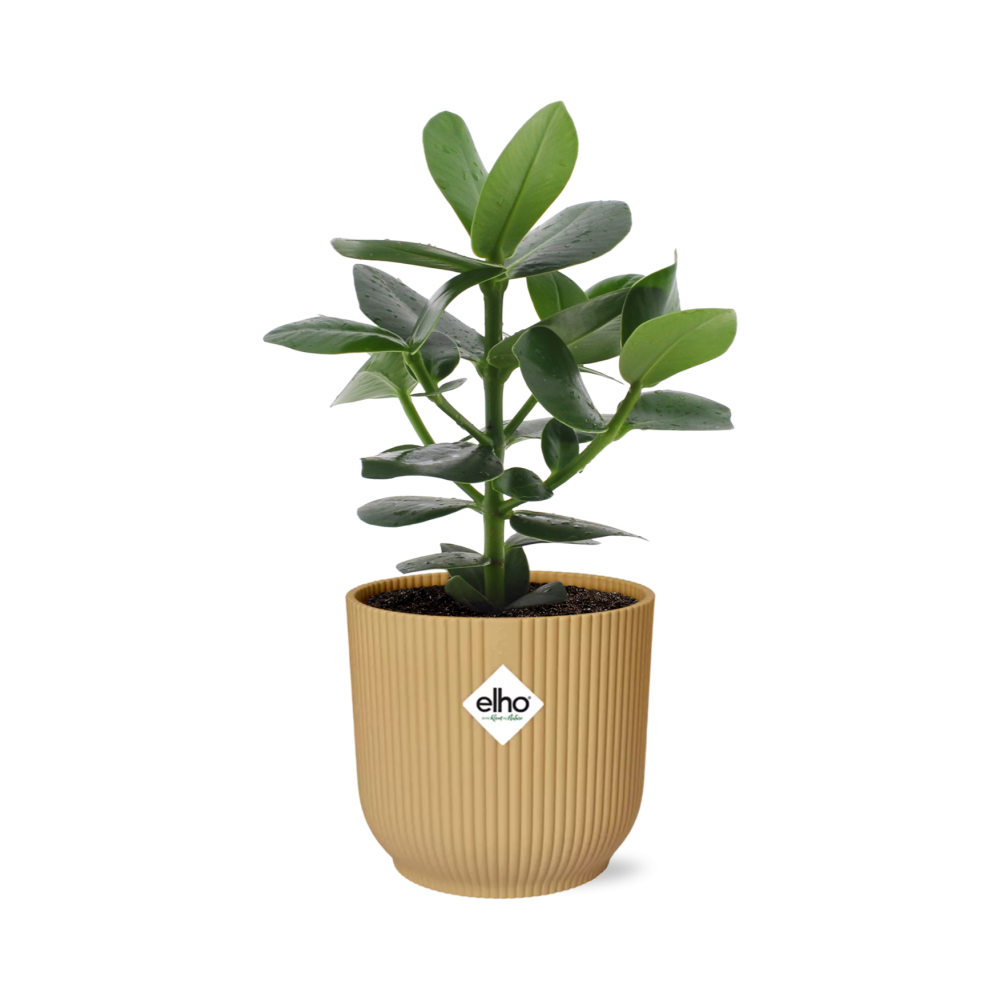 Clusia Princess in ELHO Vibes Fold 14cm geel