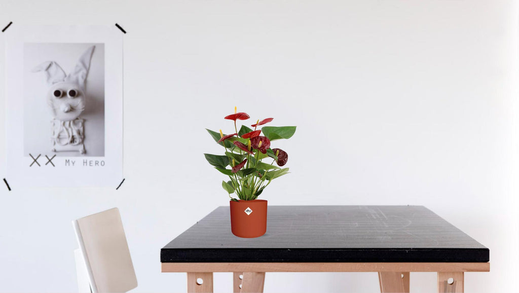 Anthurium Calon In Transparant Sleeve - Ø12cm - ↕36cm