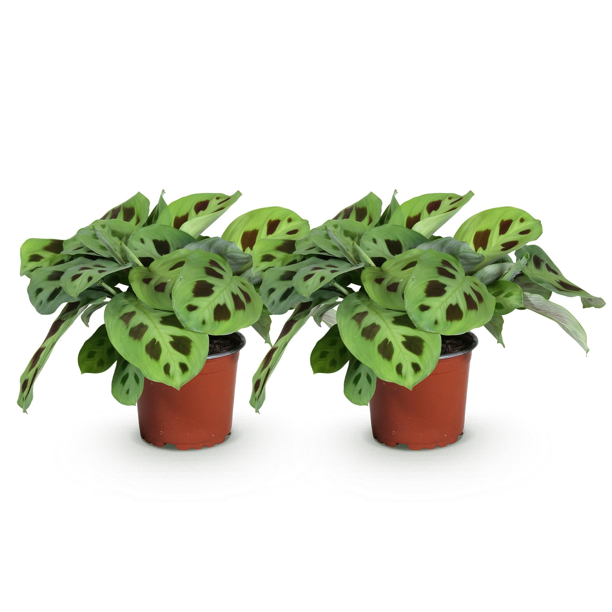 Green boutiQ - Kamerplant - Maranta Fascinator Kerchoveana - Gebedsplant - Huisdiervriendelijk - Groen - 2 Planten - Pot 12cm - Hoogte 30-35cm