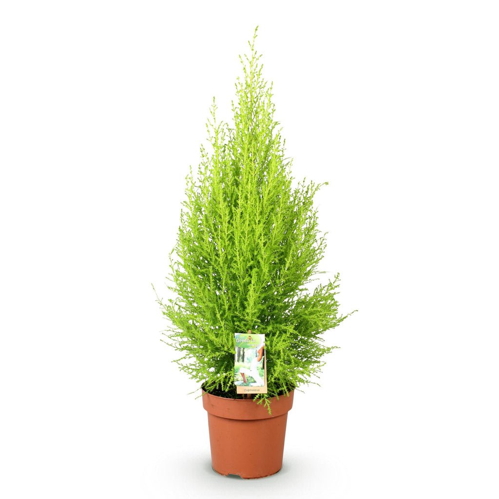 Green BoutiQ - Green is... Kamerplanten - Cupressus Gold Crest Wilma - Kamer conifeer - Weinig onderhoud - Groen - 1 Plant - Pot 21cm - Hoogte 85-95cm