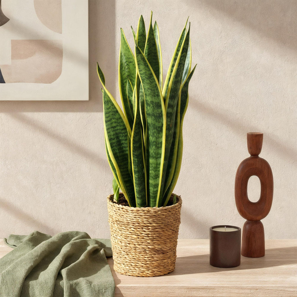 Green BoutiQ - Green is... Kamerplanten - Sansevieria Laurentii - Vrouwentong - Weinig onderhoud - met mand - Groen - 1 Plant - Pot 17cm - Hoogte 60-70cm