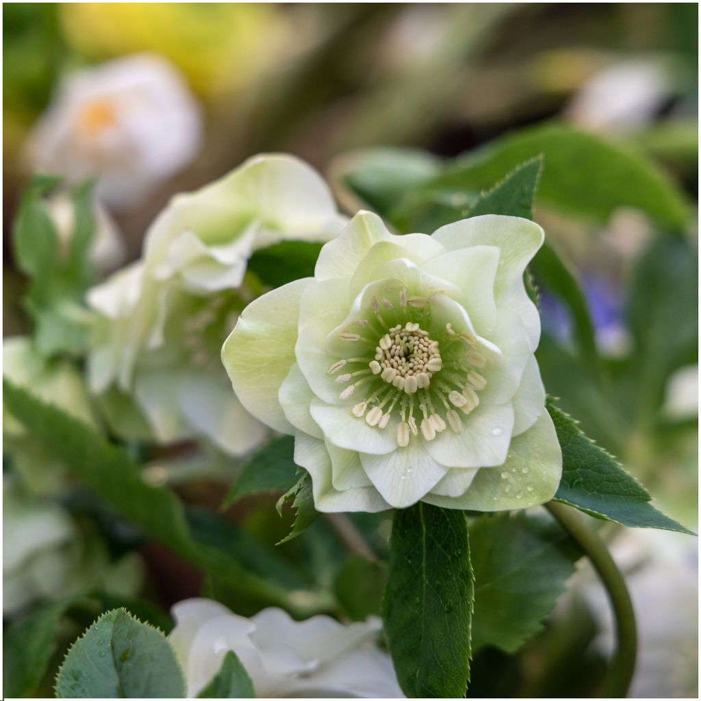 Helleborus Specials - 3 x Ø 14 cm - ↨ 25 cm