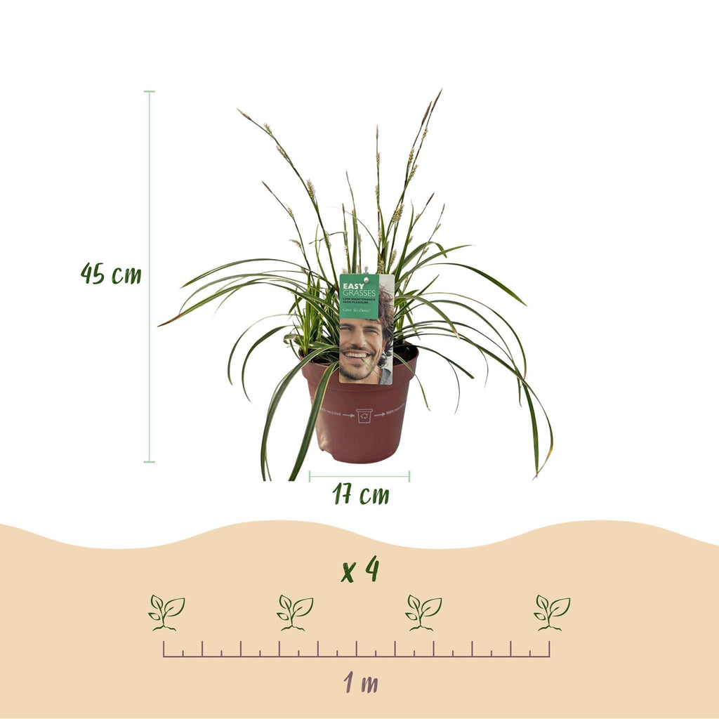 Green boutiQ - Siergrassen - Carex morrowii Ice Dance  - Wit & Groen - 2 Planten - Bladhoudend - Weinig Onderhoud - Pot 17cm Hoogte 50cm