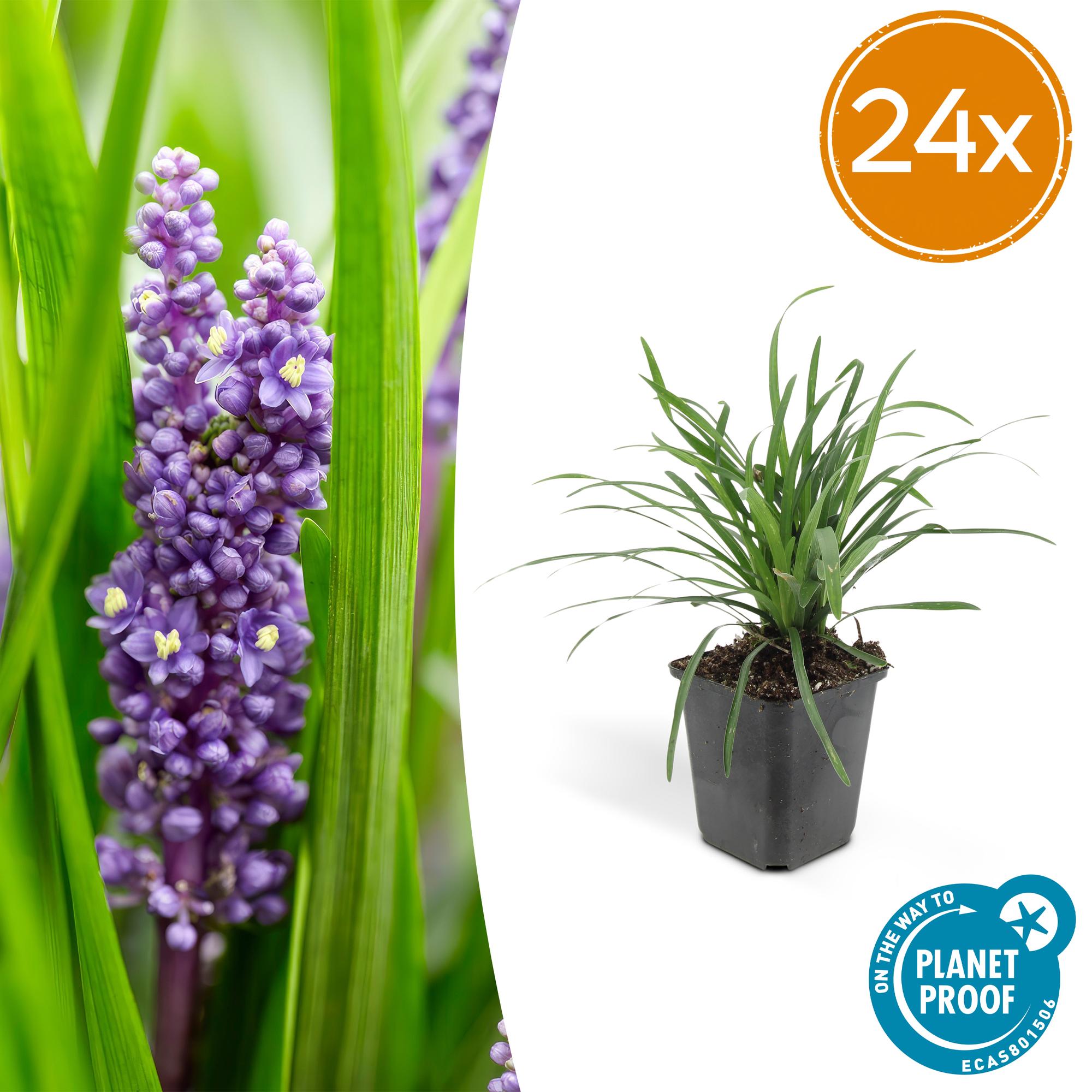 24x Liriope muscari 'Big Blue' - ↕10-25cm - Ø9cm