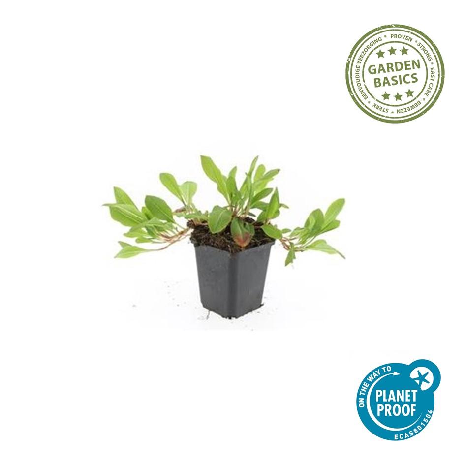 20x Persicaria aff. 'Darjeeling Red' - ↕10-25cm - Ø9cm