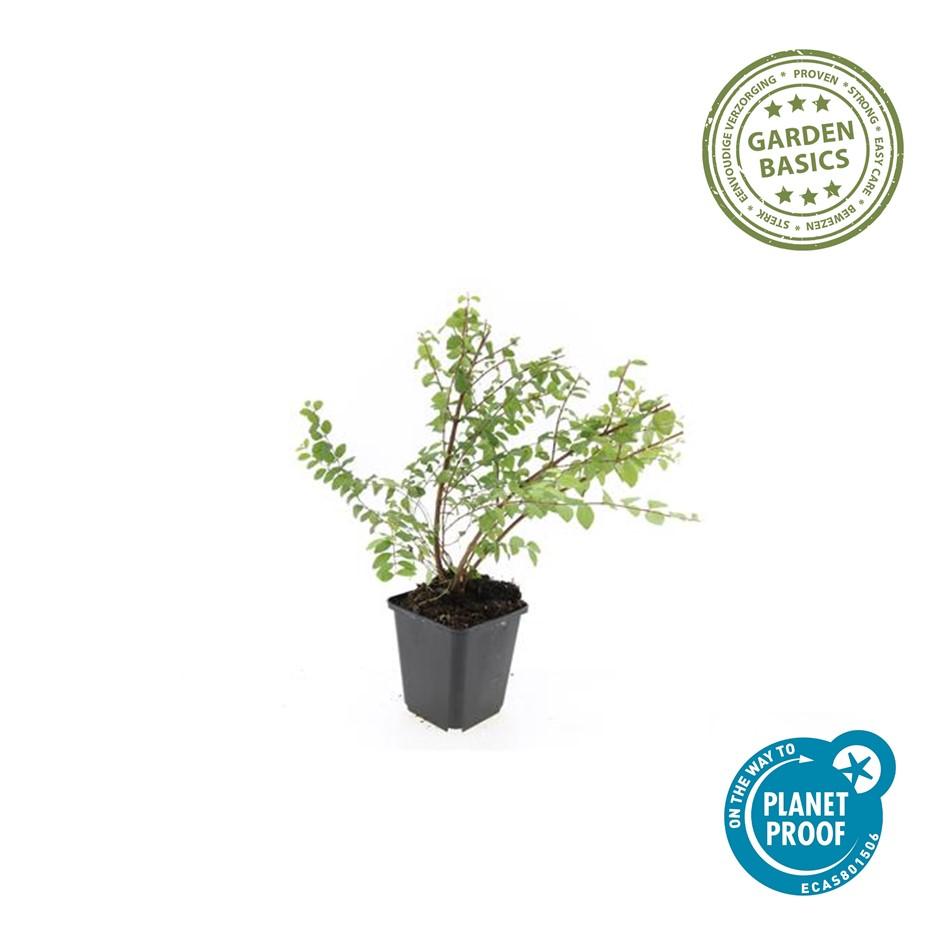 40x Symphoricarpos ch. 'Hancock' - ↕10-25cm - Ø9cm